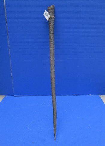 38-7/8 inches Extra Large African Gemsbok Horn - Buy this one for $34.99 