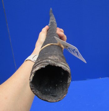 38-7/8 inches Extra Large African Gemsbok Horn - Buy this one for $34.99 
