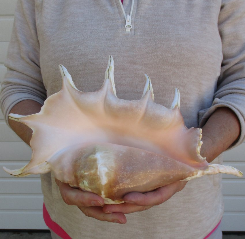 13 inch Giant Spider Conch for Sale