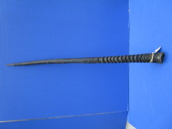 34-1/2 inches Large Gemsbok Horn for Sale, Oryx Horn for $33.99