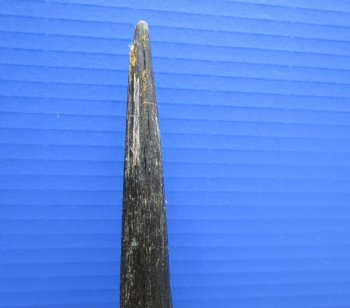 34-1/2 inches Large Gemsbok Horn for Sale, Oryx Horn for $33.99