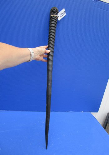 34-1/2 inches Large Gemsbok Horn for Sale, Oryx Horn for $33.99