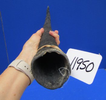 34-1/2 inches Large Gemsbok Horn for Sale, Oryx Horn for $33.99