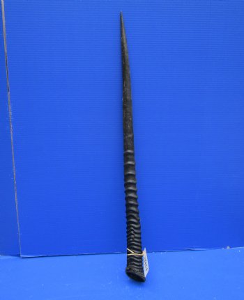 32-1/2 African Gemsbok Horn - Buy this one for $29.99
