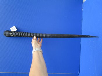 32-1/2 African Gemsbok Horn - Buy this one for $29.99