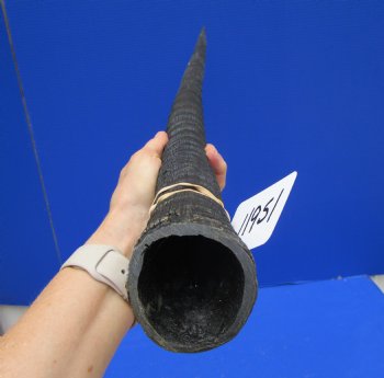 32-1/2 African Gemsbok Horn - Buy this one for $29.99