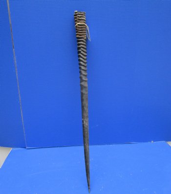 31-3/4 African Gemsbok Horn - Buy this one for $29.99