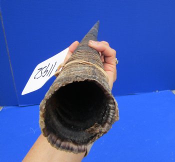 31-3/4 African Gemsbok Horn - Buy this one for $29.99