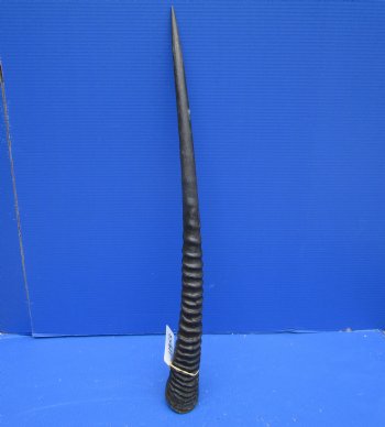 29-1/2 African Gemsbok Horn - Buy this one for $29.99