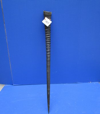 29-1/2 African Gemsbok Horn - Buy this one for $29.99