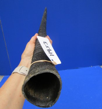 29-1/2 African Gemsbok Horn - Buy this one for $29.99