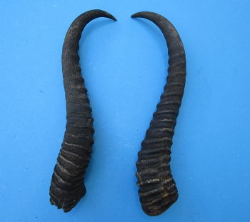 Male Springbok Horns 11-1/2  and 11-3/4 inches(1 left, 1 right) - Buy for $12.50 each