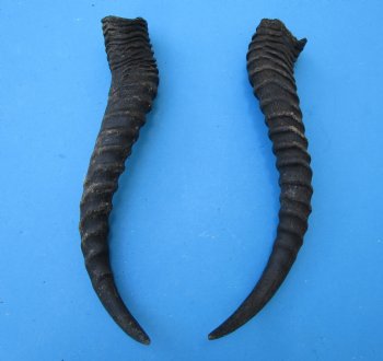 Male Springbok Horns 11-1/2  and 11-3/4 inches(1 left, 1 right) - Buy for $12.50 each