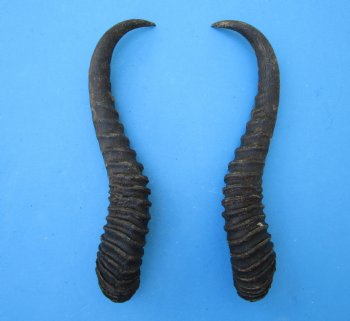 Male Springbok Horns 11-1/2 inches(1 left, 1 right) - Buy for $12.50 each