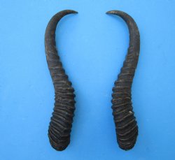 Male Springbok Horn...