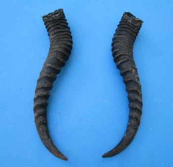 Male Springbok Horns 11-1/2 inches(1 left, 1 right) - Buy for $12.50 each