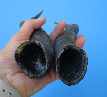 Male Springbok Horns 11-1/2 inches(1 left, 1 right) - Buy for $12.50 each