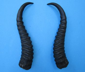 Male Springbok Horns 11-3/4 inches(1 left, 1 right) - Buy for $12.50 each