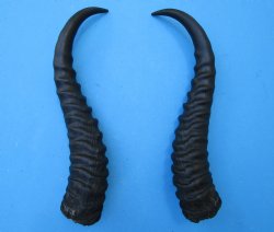 Male Springbok Horn...