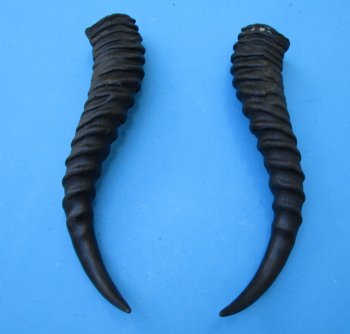 Male Springbok Horns 11-3/4 inches(1 left, 1 right) - Buy for $12.50 each