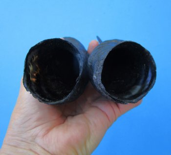 Male Springbok Horns 11-3/4 inches(1 left, 1 right) - Buy for $12.50 each