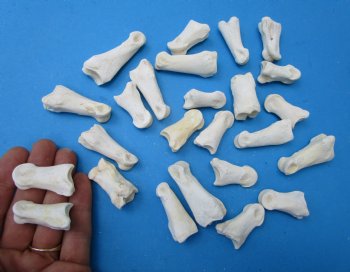 Whitetail Deer Knuckle Bones 1-1/4 to 1-7/8 inches - 25 @ .75 each