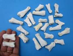 Whitetail Deer Knuckle Bones 1-1/4 to 1-7/8 inches - 25 @ .75 each