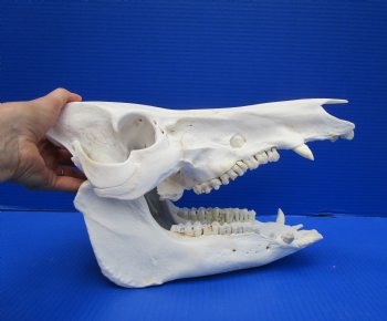 13 inches Huge Real Georgia Wild Boar Skull - Buy this one for $69.99
