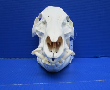 13 inches Huge Real Georgia Wild Boar Skull - Buy this one for $69.99