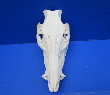 13 inches Huge Real Georgia Wild Boar Skull - Buy this one for $69.99