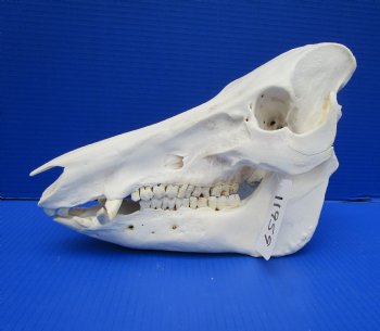 13 inches Huge Real Georgia Wild Boar Skull - Buy this one for $69.99