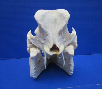 13 inches Huge Real Georgia Wild Boar Skull - Buy this one for $69.99