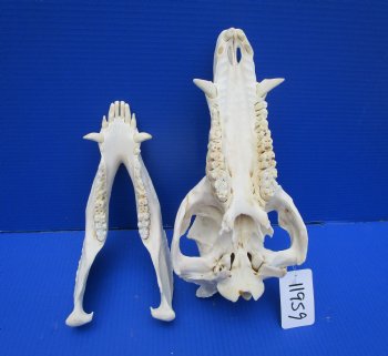 13 inches Huge Real Georgia Wild Boar Skull - Buy this one for $69.99