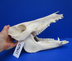 11-3/4 inches Real Georgia Wild Boar Skull - Buy this one for $69.99