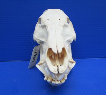 11-3/4 inches Real Georgia Wild Boar Skull - Buy this one for $69.99