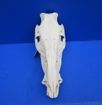 11-3/4 inches Real Georgia Wild Boar Skull - Buy this one for $69.99
