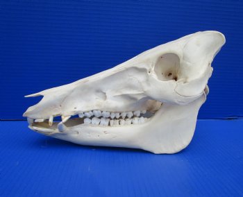 11-3/4 inches Real Georgia Wild Boar Skull - Buy this one for $69.99