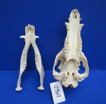 11-3/4 inches Real Georgia Wild Boar Skull - Buy this one for $69.99