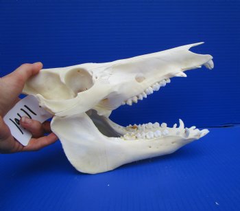 11 inches Real Georgia Wild Boar Skull - Buy this one for $59.99
