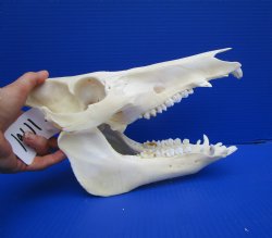 11 inches Real Georgia Wild Boar Skull - Buy this one for $59.99
