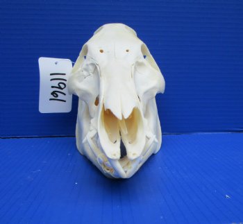 11 inches Real Georgia Wild Boar Skull - Buy this one for $59.99