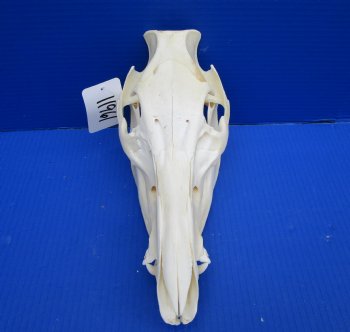 11 inches Real Georgia Wild Boar Skull - Buy this one for $59.99