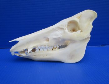 11 inches Real Georgia Wild Boar Skull - Buy this one for $59.99