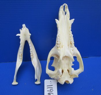 11 inches Real Georgia Wild Boar Skull - Buy this one for $59.99