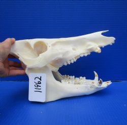 11-1/2 inches Real Georgia Wild Boar Skull - Buy this one for $64.99