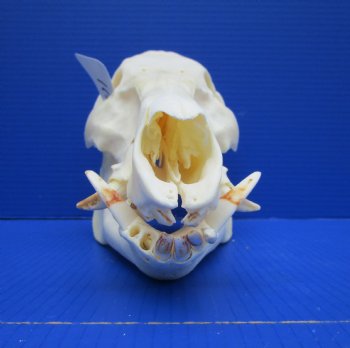 11-1/2 inches Real Georgia Wild Boar Skull - Buy this one for $64.99