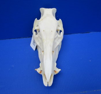 11-1/2 inches Real Georgia Wild Boar Skull - Buy this one for $64.99