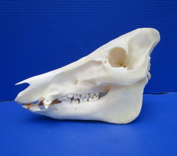 11-1/2 inches Real Georgia Wild Boar Skull - Buy this one for $64.99