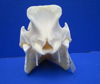 11-1/2 inches Real Georgia Wild Boar Skull - Buy this one for $64.99