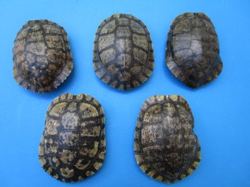 5 Red Eared Slider Turtle Shells 6 to 6-7/8 inches (Some algae on the shells) - Buy these for $14.40 each